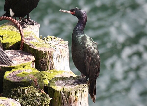  Pelagic Cormorant, San Juan Island, Washington