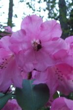 Pink rhododendron on San Juan Island.