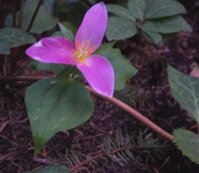 Trillium, San Juan Island.