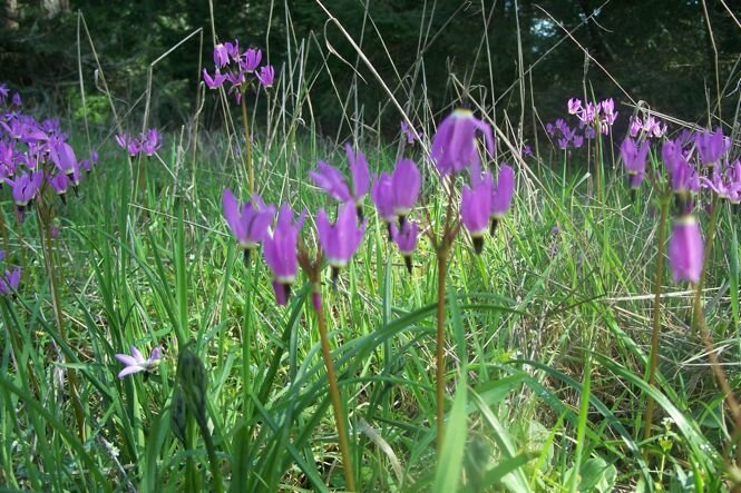 Shooting stars on Cady Mountain, San Juan Island.